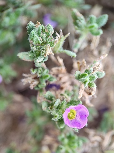 Nama hispida observed 2026-08-13