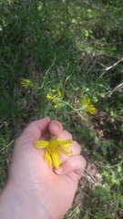 Ericameria linearifolia