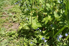 Geranium phaeum phaeum