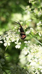 Adela australis