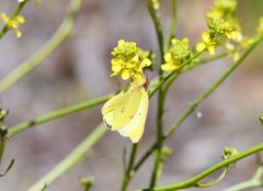 Colias harfordii
