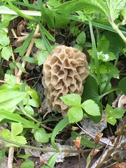 Morchella esculenta