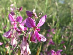 Polygala guerichiana