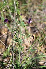 Vicia peregrina