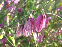 Polygala guerichiana