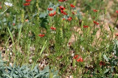 Adonis flammea