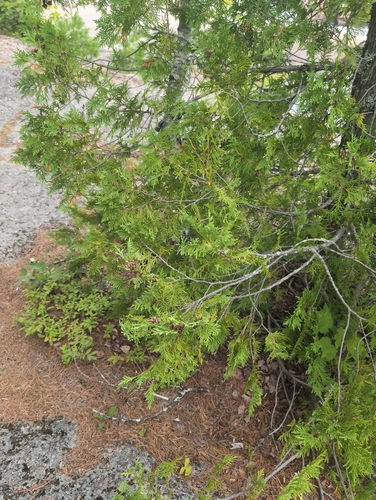 northern whitecedar