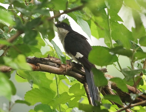 Pied Cuckoo