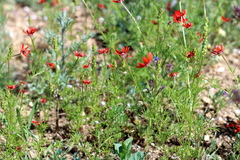 Adonis flammea