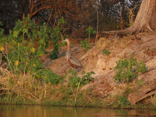 Goliath Heron