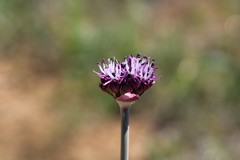Allium cyrillii
