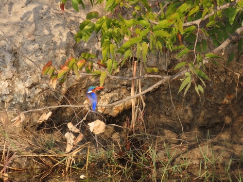 Malachite Kingfisher