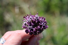 Allium cyrillii