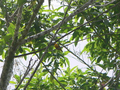 Euphonia saturata