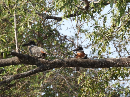 Giant Kingfisher