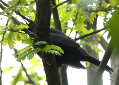 Turdus merula