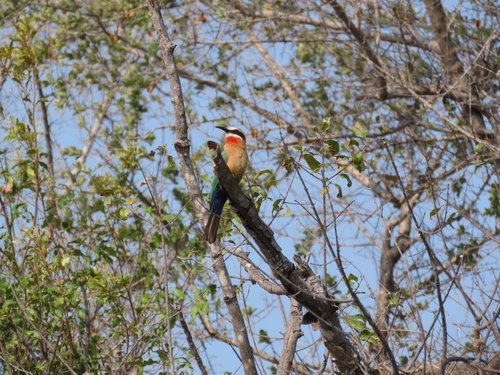 White-fronted Bee-eater