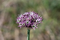 Allium cyrillii