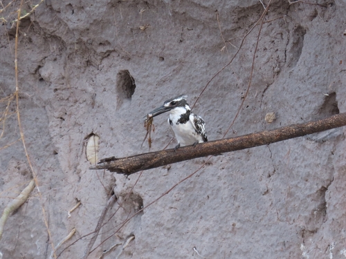 Pied Kingfisher