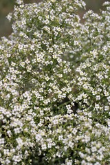 Crambe aspera