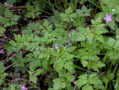 Geranium robertianum