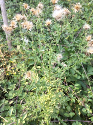 creeping thistle