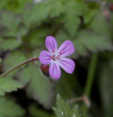 Geranium robertianum