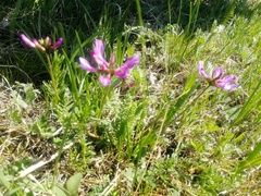Astragalus ceratoides