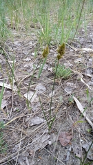 Carex colchica