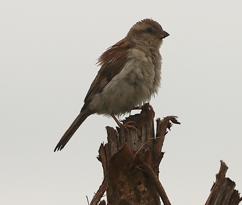 House Sparrow
