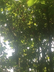 Crinodendron hookerianum