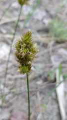 Carex colchica