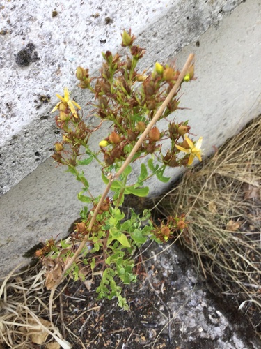 Common St. John's Wort