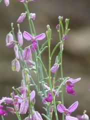 Polygala guerichiana