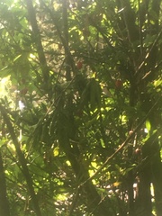 Crinodendron hookerianum
