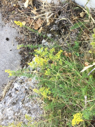 Lady's Bedstraw
