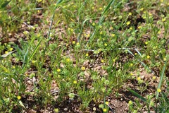 Ranunculus arvensis