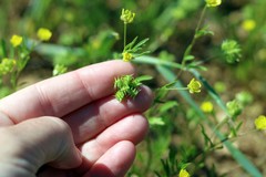 Ranunculus arvensis