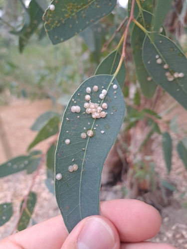 Red Gum Lerp Psyllid