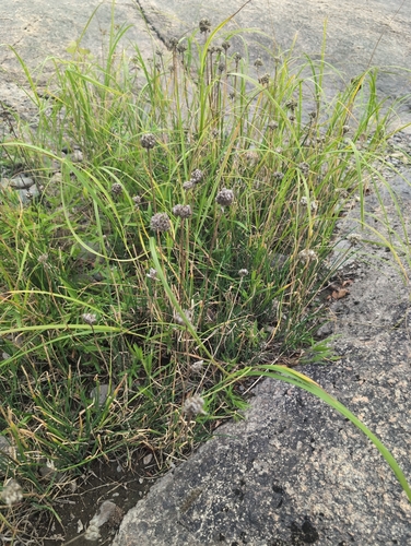 Chives