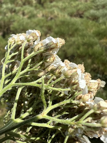 Achillea distans, photograph 4