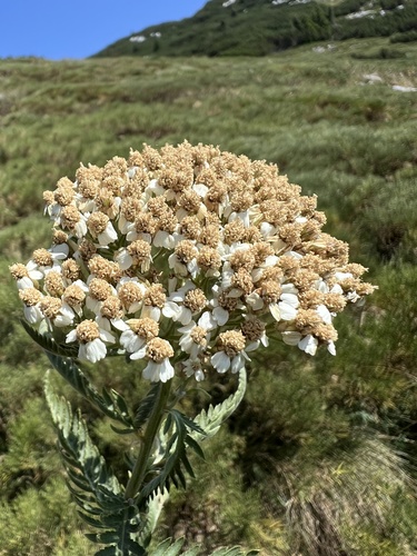Achillea distans, photograph 5