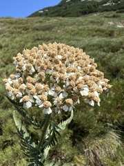 Achillea distans, photograph author not stated, no rights reserved