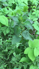 Lamium album