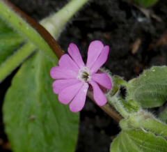 Silene dioica
