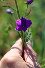 Consolida orientalis