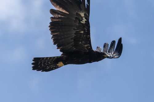 Black Eagle (Western)