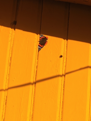 Red Admiral