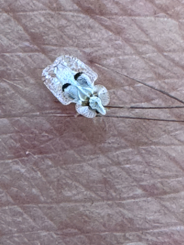 Eastern Sycamore Lace Bug