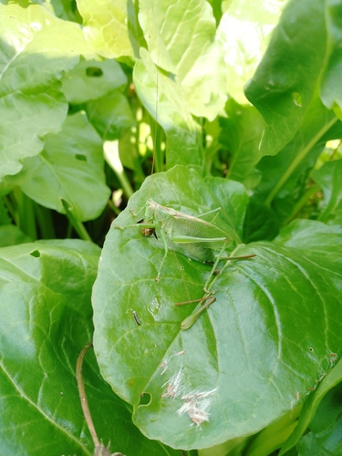 Upland Green Bush-cricket
